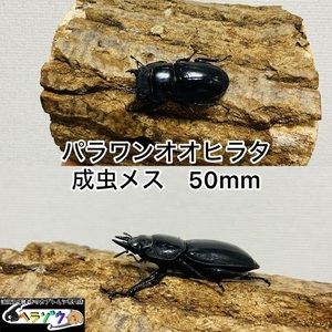 パラワンオオヒラタクワガタ成虫メス♀50mm