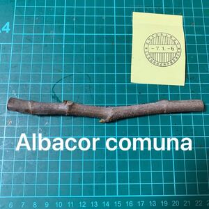 Albacor comuna穂木　 いちじく穂木 イチジク穂木