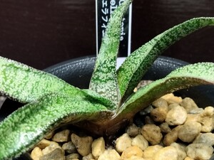 【即決】Gasteria ellaphieae エラフィエアエ 2【送料無料】