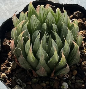 ハオルチア　Haworthia cooperi var.gordoniana MBB6597 Jeffreys Bay