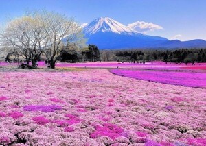 富士芝桜 富士山 本栖湖 富士芝桜まつり さくら 絵画風 壁紙ポスター 特大 A1版 830×585mm はがせるシール式 041A1