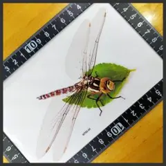 とんぼ 光沢ステッカー15x9(cm) D.Fly07 [●匿名配送●]