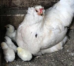 アローカナ 有精卵 30個 青い卵 平飼い 鶏 食用