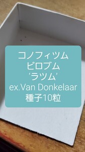 コノフィツム　ビロブム　‘ラツム’, ex.Van Donkelaar 種子10粒