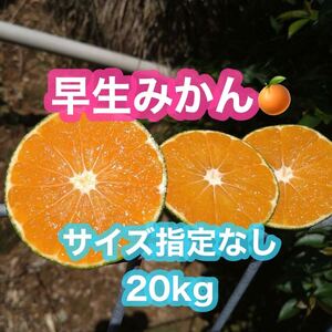 熊本県産！早生みかん　わせみかん　サイズ指定なし　20kg(送料無料)