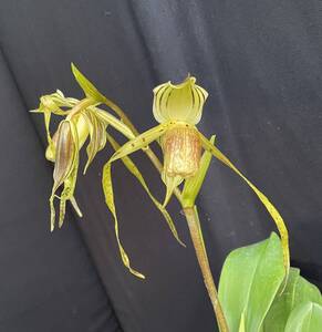 No.1412 Paph.platyphyllum x self (=stonei latifolium) フラスコ苗 パフィオ 原種