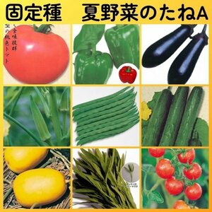 匿名配送無料◆固定種夏野菜の種A◆大玉トマト+ピーマン+ナス+オクラ+つるありインゲン+キュウリ+マクワウリ+空芯菜エンサイ+ミニトマト