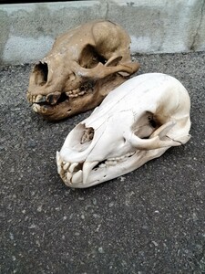 熊　月輪熊　頭骨　スカル　標本　