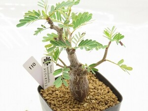 ■[W110]meridionalis　メリディオナリス　実生苗【多肉植物　Senna　センナ】