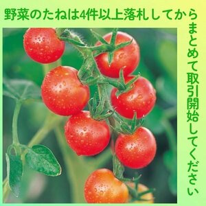 4件以上落札◆トマト種◆シュガーランプ10粒◆固定種 ミニトマト