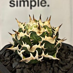 アガベ オテロイ オアハカ株 agave oteroi oaxaca