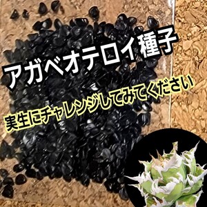 アガベ　オテロイ　種子【10粒】良血統厳選　オアハカ　メキシコ産　鮮度の良い種ですので発芽率も高い！　是非、実生にチャレンジください