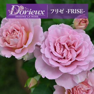 送料無料　フリゼ　新苗4号鉢　　新品種 鉢植え バラ 薔薇 ドリュ ドリュー フリゼ FRISE