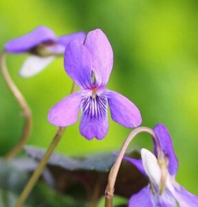 ラブラドリカの種　種子　10粒　耐寒性常緑多年草　花の種　同梱可能　宿根ビオラ　スミレ色　パープル紫　青紫　秋まき