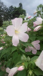 　　★　芙蓉の種・沢山　★