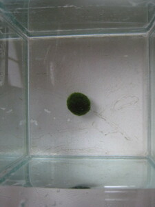 まりも　Mサイズ　1個　直径約1.5cm　マリモ　毬藻　植物　藻　水草　ビオトープ　メダカ水槽に