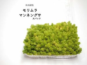 モリムラマンネングサ（大パック）（多肉植物）　　グランドカバー、お庭等