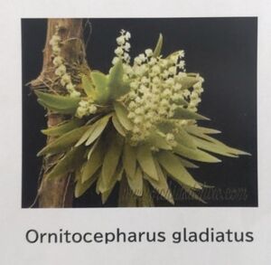 【北軽ガーデン】＊熱帯植物＊フラスコ＊Ornithocepharus gladiatus＊洋ラン原種＊オーニソセファラス　グラディアタス＊エクアドル原産＊