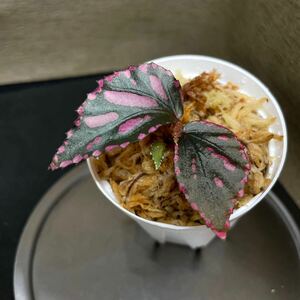 Begonia sp.Julau（ぼっち株）原種ベゴニア　熱帯植物　①