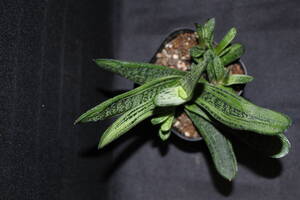 Gasteria 