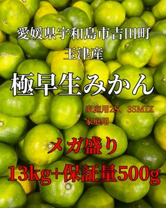 メガ盛り！！ ESC愛媛県玉津産極早生みかん小粒家庭用当店最上位希少13㎏+保証量500㌘④