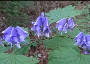 山野草　トリカブト（鳥兜）、3株。濃い紫色の見応えのある花。9！