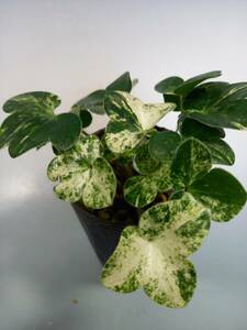 斑入り山野草　雪割草【雪国】青軸系　平成１２年山採り原種　株分３芽品 。