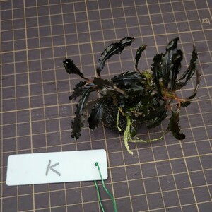 【K】【yuryoreina】◎送料込◎ブセファランドラsp.ゴジラ(Bucephalandra.sp Godzilla.)