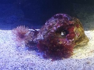 29番ケヤリ1匹つきライブロック丸いタイプ　900㌘高さ9cm長さ13cm幅12cm　海水魚　バクテリア　水質改善　