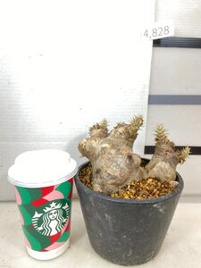 4828 「塊根植物」パキポディウム エニグマティクム 植え【発根・Pachypodium enigmaticum・多肉植物】