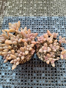 多肉植物　秋麗　１０センチポット＆7ハーフポット２つセット　寄せ植え