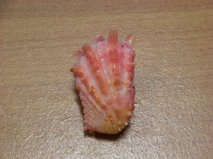 貝の標本 Cardita crassicosta 38.8mm
