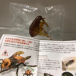 カプセルQ 衛生害虫博覧会 ヒトノミ