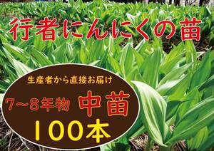 行者ニンニク 7～8年物 中球根苗 100株