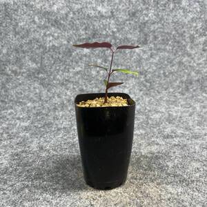 【鉢ごと発送】ペトペンチア ナタレンシス / Petopentia natalensis /【実生】/ 2号鉢 / 【現品】24-7-23-17