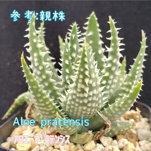 種子２０粒 アロエ プラテンシス Aloe pratensis 多肉植物 実生用