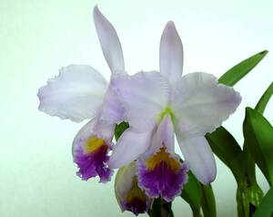 洋蘭原種 C.trianae fma. coerulea splash "Colinto"(希少自然由来OG)