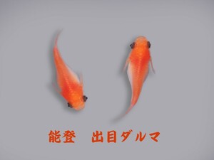 能登で大切に育てた出目ダルマメダカの有精卵25個です。