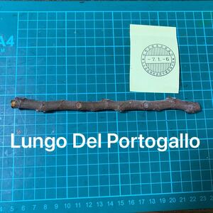 Lungo Del Portogallo穂木　 いちじく穂木 イチジク穂木