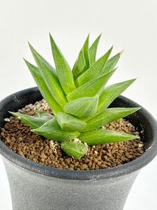 硬葉　ハオルシア 原種 haworthia sp アフリカ原産　抜き苗は送料込◎ 多肉植物　輸入　ハオルチア