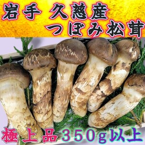 9/入荷予定 岩手久慈産 極上【天然 大つぼみ 松茸 約350g~400g前後】4~6本 御供 贈答用 誕生日祝 国産 高級品 まつたけ 暑中見舞 残暑見舞