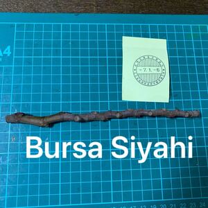 Bursa Siyahi穂木　 イチジク穂木 いちじく穂木