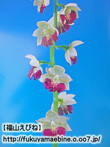 【福山えびね】平和の光×神業　W芽　葉カット有り　2025年春初花開花見込み株　エビネ