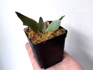 P.willinckii Izanagi 伊弉諾 脇芽 ビカクシダ コウモリラン 麋角羊歯 イザナギ