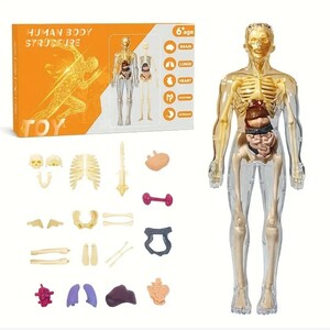 人体骨格模型フィギュア　立体パズル 胴体解剖図標本模型　全身透明3D　知育玩具　スケルトン　内臓パズル　箱潰れあり
