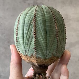 【B6794】★超巨大8cm株！！【SS級！極上特選大株！！】ユーフォルビア オベサ Euphorbia obesa ( 検索 アガベ 多肉植物 )