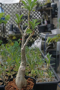 　Adenium obesum (管理番号：8-1）アデニウム　オベスム