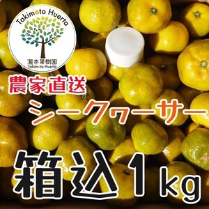 シークワーサー　１kg　無選別　サイズ混合　和歌山県産 