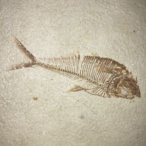 魚 化石 Diplomystus ディプロミスタス ディプロミストゥス 古代魚 全身化石 魚類 標本 鑑賞 置物