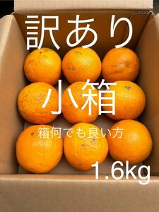 訳あり 小箱 LL-L 1.6kg 国産バレンシアオレンジ/箱何でも良い方用　お試し